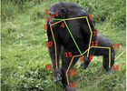 AP-10K: A Benchmark for Animal Pose Estimation in the Wild