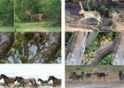 APT-36K: A Large-scale Benchmark for Animal Pose Estimation 